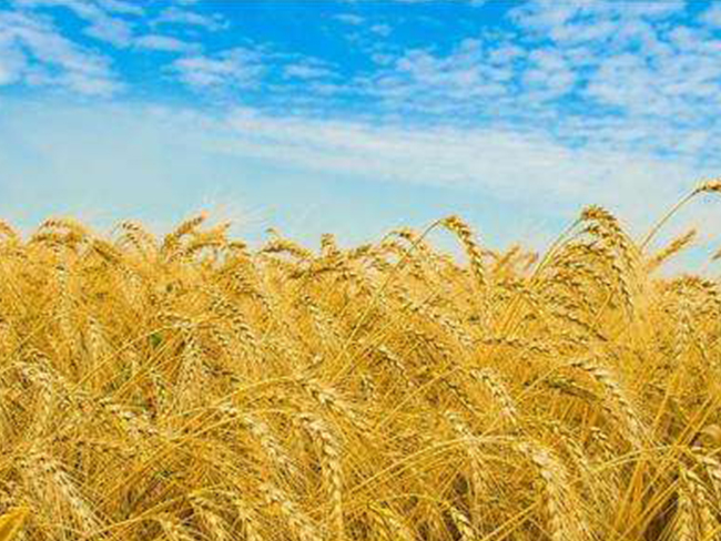 天然農(nóng)產(chǎn)品進(jìn)出口資質(zhì)、流程、注意事項(xiàng)及稅率？